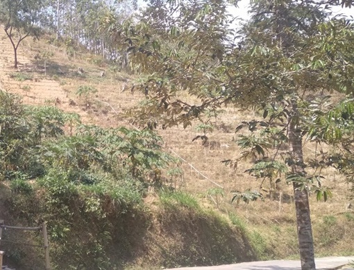 MAHASISWA KKN TEMATIK UNDIP MELAKUKAN PEMETAAN KERAWANAN BENCANA TANAH LONGSOR UNTUK MENDUKUNG DATA PERENCANAAN PENGEMBANGAN AGROWISATA DURIAN DI KAWASAN GUNUNG SIGIT DESA SUKOREJO